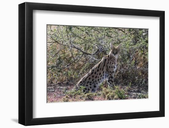 Serval (Leptailurus serval), Ndutu, Ngorongoro Conservation Area, Serengeti, Tanzania.-Sergio Pitamitz-Framed Premium Photographic Print