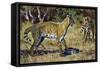 Serval (Leptailurus Serval or Felis Serval), Felidae-null-Framed Stretched Canvas