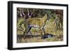 Serval (Leptailurus Serval or Felis Serval), Felidae-null-Framed Giclee Print