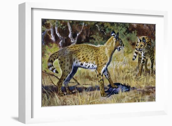 Serval (Leptailurus Serval or Felis Serval), Felidae-null-Framed Giclee Print