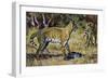 Serval (Leptailurus Serval or Felis Serval), Felidae-null-Framed Giclee Print