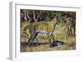 Serval (Leptailurus Serval or Felis Serval), Felidae-null-Framed Giclee Print
