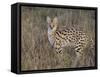 Serval, Masai Mara National Reserve, Kenya, East Africa, Africa-James Hager-Framed Stretched Canvas