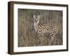 Serval, Masai Mara National Reserve, Kenya, East Africa, Africa-James Hager-Framed Photographic Print