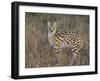 Serval, Masai Mara National Reserve, Kenya, East Africa, Africa-James Hager-Framed Photographic Print
