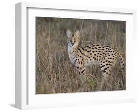 Serval, Masai Mara National Reserve, Kenya, East Africa, Africa-James Hager-Framed Photographic Print