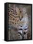 Serval, Masai Mara National Reserve, Kenya, East Africa, Africa-James Hager-Framed Stretched Canvas