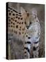Serval, Masai Mara National Reserve, Kenya, East Africa, Africa-James Hager-Stretched Canvas