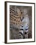 Serval, Masai Mara National Reserve, Kenya, East Africa, Africa-James Hager-Framed Photographic Print