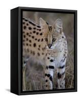 Serval, Masai Mara National Reserve, Kenya, East Africa, Africa-James Hager-Framed Stretched Canvas