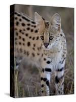 Serval, Masai Mara National Reserve, Kenya, East Africa, Africa-James Hager-Stretched Canvas