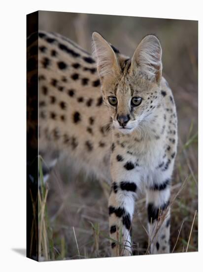 Serval, Masai Mara National Reserve, Kenya, East Africa, Africa-James Hager-Stretched Canvas