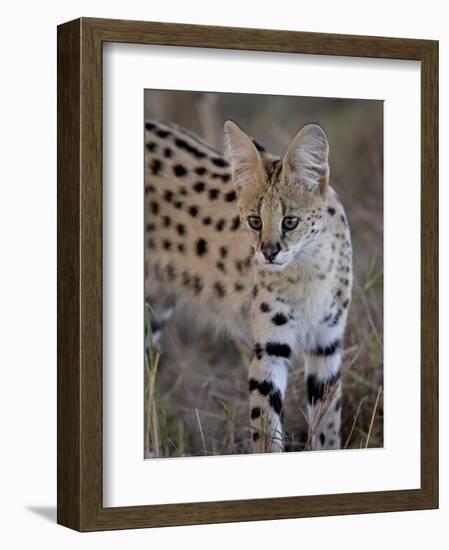 Serval, Masai Mara National Reserve, Kenya, East Africa, Africa-James Hager-Framed Photographic Print