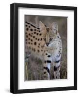 Serval, Masai Mara National Reserve, Kenya, East Africa, Africa-James Hager-Framed Photographic Print