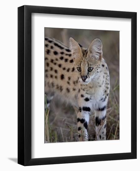 Serval, Masai Mara National Reserve, Kenya, East Africa, Africa-James Hager-Framed Photographic Print