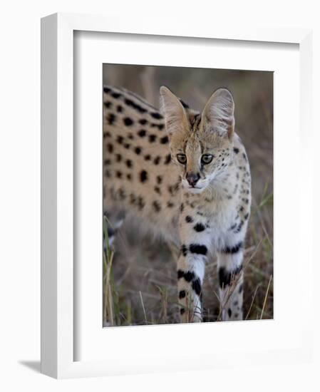 Serval, Masai Mara National Reserve, Kenya, East Africa, Africa-James Hager-Framed Photographic Print