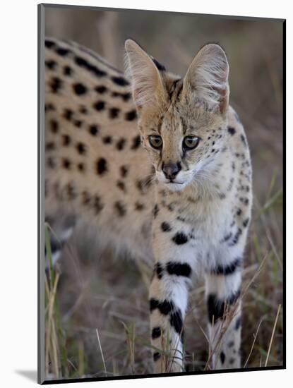 Serval, Masai Mara National Reserve, Kenya, East Africa, Africa-James Hager-Mounted Photographic Print