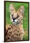 Serval-Lantern Press-Framed Art Print