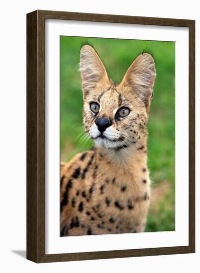 Serval-Lantern Press-Framed Art Print