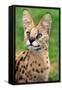 Serval-Lantern Press-Framed Stretched Canvas