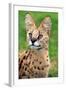 Serval-Lantern Press-Framed Art Print