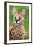 Serval-Lantern Press-Framed Art Print