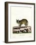 Serval-null-Framed Giclee Print