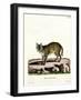 Serval-null-Framed Giclee Print