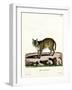 Serval-null-Framed Giclee Print