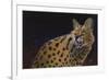 Servalli-Durwood Coffey-Framed Giclee Print