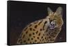 Servalli-Durwood Coffey-Framed Stretched Canvas