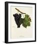 Servanin Grape-J. Troncy-Framed Giclee Print