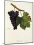 Servanin Grape-J. Troncy-Mounted Giclee Print