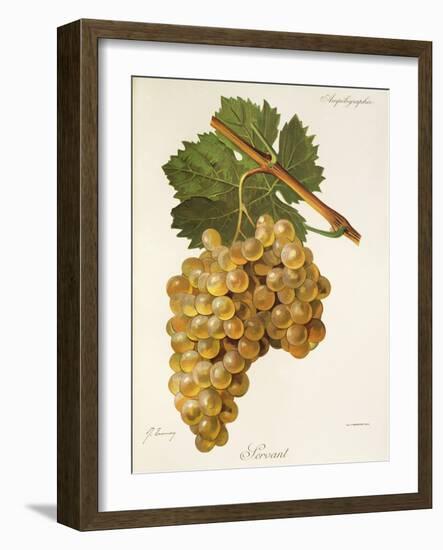 Servant Grape-J. Troncy-Framed Giclee Print