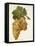 Servant Grape-J. Troncy-Framed Stretched Canvas