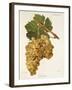 Servant Grape-J. Troncy-Framed Giclee Print