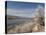 Serviceberry, Horsetooth Reservoir, Fort Collins, Colorado, USA-Trish Drury-Stretched Canvas