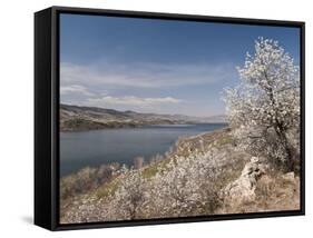 Serviceberry, Horsetooth Reservoir, Fort Collins, Colorado, USA-Trish Drury-Framed Stretched Canvas