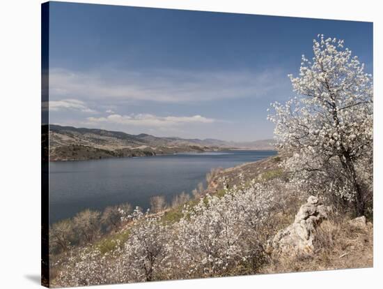 Serviceberry, Horsetooth Reservoir, Fort Collins, Colorado, USA-Trish Drury-Stretched Canvas