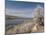 Serviceberry, Horsetooth Reservoir, Fort Collins, Colorado, USA-Trish Drury-Mounted Premium Photographic Print
