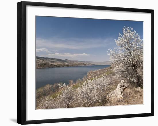 Serviceberry, Horsetooth Reservoir, Fort Collins, Colorado, USA-Trish Drury-Framed Photographic Print