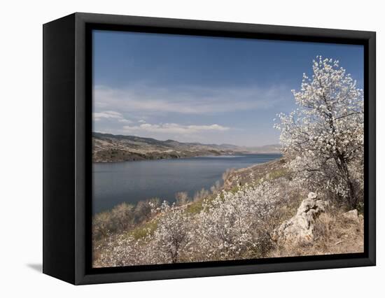 Serviceberry, Horsetooth Reservoir, Fort Collins, Colorado, USA-Trish Drury-Framed Stretched Canvas