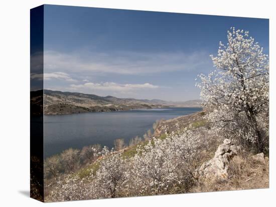 Serviceberry, Horsetooth Reservoir, Fort Collins, Colorado, USA-Trish Drury-Stretched Canvas