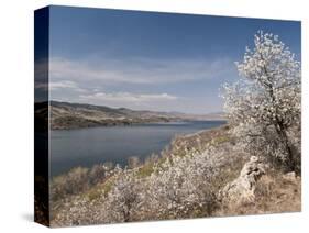 Serviceberry, Horsetooth Reservoir, Fort Collins, Colorado, USA-Trish Drury-Stretched Canvas