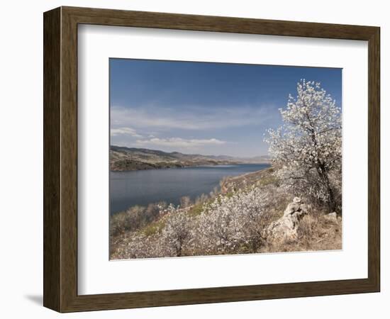 Serviceberry, Horsetooth Reservoir, Fort Collins, Colorado, USA-Trish Drury-Framed Photographic Print