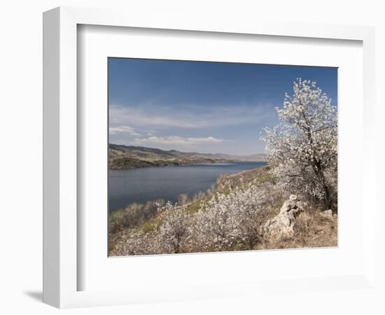 Serviceberry, Horsetooth Reservoir, Fort Collins, Colorado, USA-Trish Drury-Framed Photographic Print