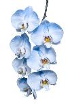 Exotic Tropical Branch of Romantic Blue Orchids Flowers-servickuz-Framed Photographic Print