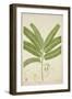 Sesbonia Grandiflora Pers, 1800-10-null-Framed Giclee Print