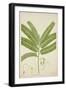 Sesbonia Grandiflora Pers, 1800-10-null-Framed Giclee Print