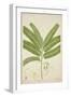 Sesbonia Grandiflora Pers, 1800-10-null-Framed Giclee Print